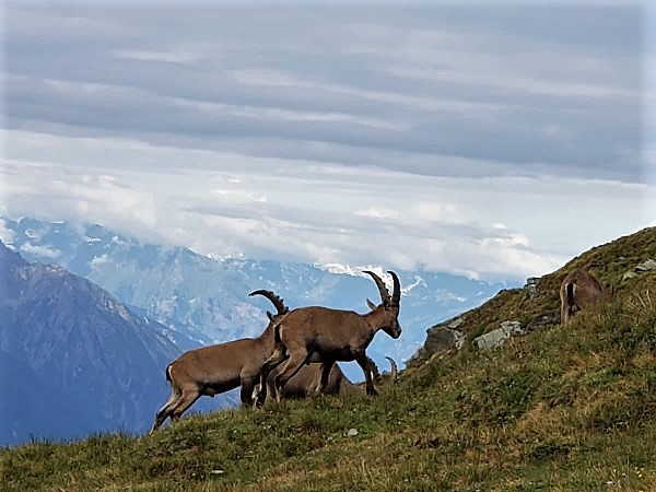 Sommets de 3000 dans le Val d'Ayas