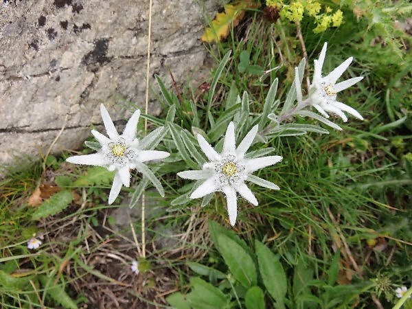 Sommets de 3000 dans le Val d'Ayas