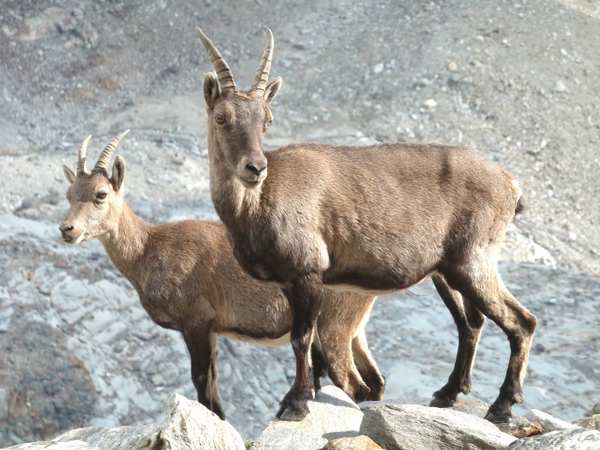 Sommets du Mont-Rose en 2 jours depuis Gressoney